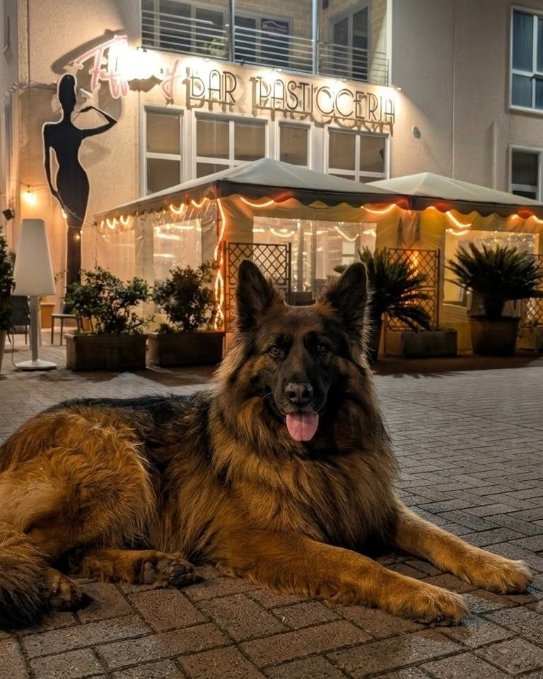 Insegna del Bar Pasticceria Tiffany illuminata di sera in Via Sardegna, Poggibonsi